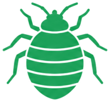 Bed bugs