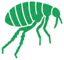 Fleas