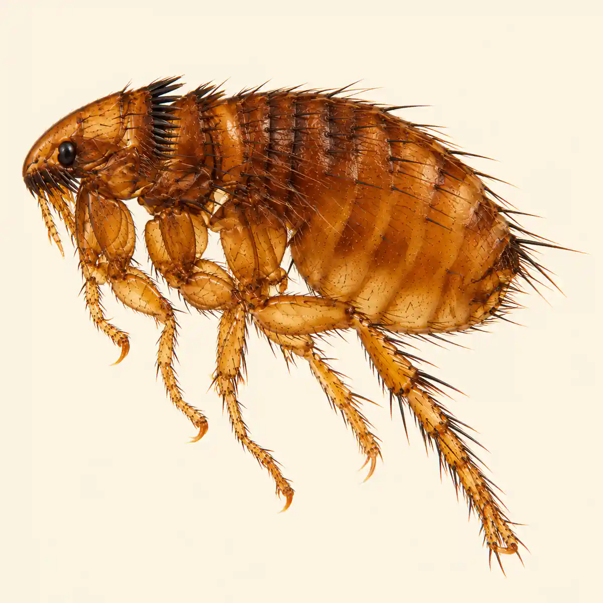 Rodent flea, Nosopsyllus and Xenopsylla species